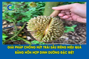Giải pháp chống nứt trái Sầu Riêng hiệu quả bằng hỗn hợp dinh dưỡng đặc biệt