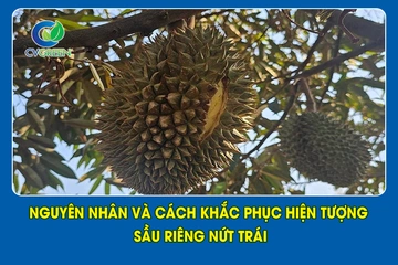 Nguyên nhân và cách khắc phục hiện tượng Sầu Riêng nứt trái