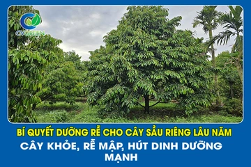 Bí quyết dưỡng rễ cho cây Sầu Riêng lâu năm – Cây khỏe, rễ mập, hút dinh dưỡng mạnh