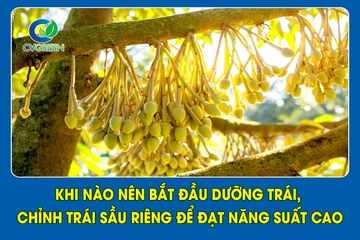 Khi nào nên bắt đầu dưỡng trái, chỉnh trái sầu riêng để đạt năng suất cao?