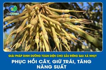 Giải pháp dinh dưỡng toàn diện cho Sầu Riêng sau xả nhụy – Phục hồi cây, giữ trái, tăng năng suất