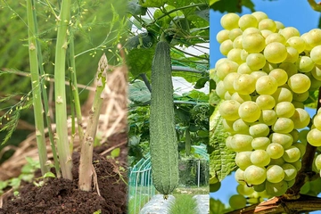 Sự khác nhau giữa GA3, GA4 và GA7 trong tác động lên cây trồng