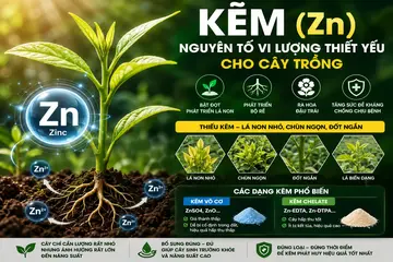 Kẽm (Zn) đối với cây trồng: Vai trò, dấu hiệu thiếu và cách bổ sung hiệu quả