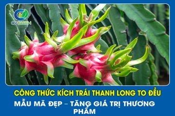 Công thức kích trái thanh long to đều – Mẫu mã đẹp – Tăng giá trị thương phẩm