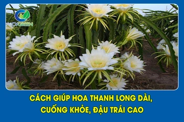 Cách giúp hoa Thanh Long Dài, Cuống Khỏe, Đậu Trái Cao