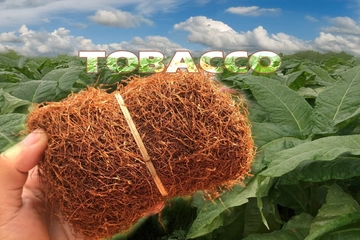 Kỹ thuật làm lá thuốc lào và thuốc lá to, mỏng vừa và cháy êm trong giai đoạn phát triển lá