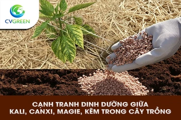 Cạnh tranh dinh dưỡng giữa Kali, Canxi, Magie, Kẽm trong cây trồng