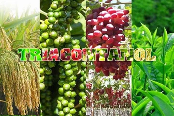 Triacontanol là gì? Tác dụng thực tế trên cây trồng và lý do nông dân nên hiểu đúng hoạt chất này