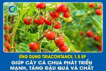 Ứng dụng Triacontanol 1.5 EP giúp cây Cà Chua phát triển mạnh, tăng đậu quả cà chất lượng