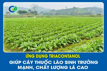 Ứng dụng Triacontanol giúp cây thuốc Lào sinh trưởng mạnh, chất lượng lá cao