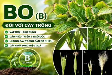 Bo (B) đối với cây trồng: Vai trò, dấu hiệu thiếu, ngộ độc và cách bổ sung hiệu quả