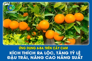 Ứng dụng 6-BA trên cây Cam: Kích thích ra lộc, tăng tỷ lệ đậu trái, nâng cao năng suất