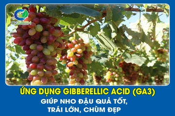 Ứng dụng Gibberellic Acid (GA3) giúp Nho đậu quả tốt, trái lớn, chùm đẹp