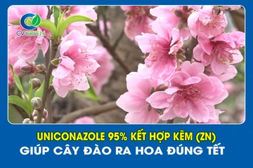 Uniconazole 95% kết hợp Kẽm (Zn) giúp cây Đào ra hoa đúng tết