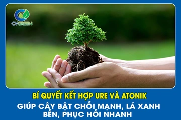Bí quyết kết hợp Ure Và Atonik – Giúp cây bật chồi mạnh, lá xanh bền, phục hồi nhanh!