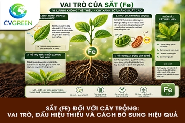Sắt (Fe) đối với cây trồng: Vai trò, dấu hiệu thiếu và cách bổ sung hiệu quả