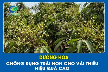 Dưỡng hoa – Chống rụng trái non cho vải thiều hiệu quả cao