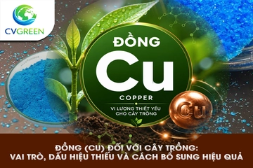 Đồng (cu) đối với cây trồng: vai trò, dấu hiệu thiếu và cách bổ sung hiệu quả