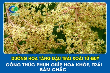 Dưỡng hoa tăng đậu trái xoài tứ quý – công thức phun giúp hoa khỏe, trái bám chắc