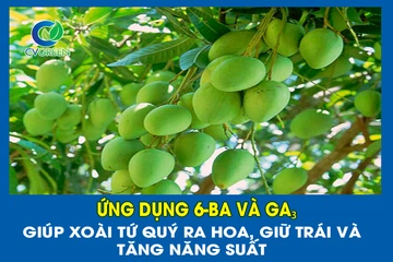 Ứng dụng 6-BA và GA₃ giúp Xoài Tứ Quý ra hoa, giữ trái và tăng năng suất