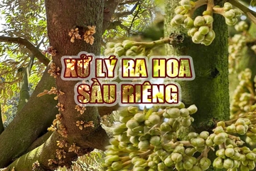Quy trình xử lý ra hoa sầu riêng khu vực Tây Nguyên