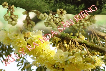 Quy trình xử lý ra hoa sầu riêng thuận vụ và sớm vụ miền Tây và miền Đông