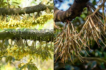 Quy trình xử lý ra hoa sầu riêng thượng vụ theo hai tình huống cơi đọt ở miền Tây và miền Đông