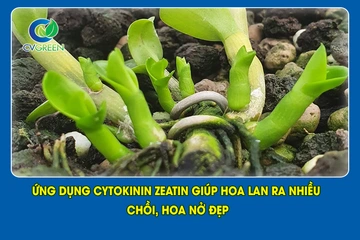 Ứng dụng Cytokinin Zeatin giúp Hoa Lan ra nhiều chồi, hoa nở đẹp