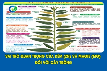 Vai trò quan trọng của Kẽm (Zn) Và Magie (Mg) đối với cây trồng